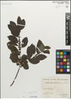 Foto von Salix myrsinifolia Salisb.